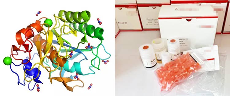 Protease-K-Daim ntawv thov